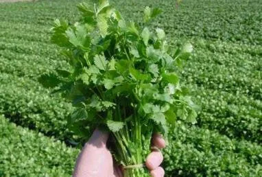 Coriander Oil