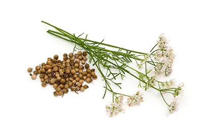 Coriander Oil